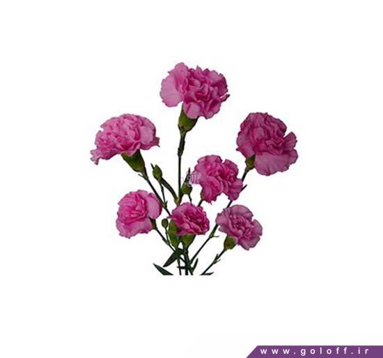 گل میخک مینیاتوری لیلاک ملیسا - Miniature Carnation | گل آف
